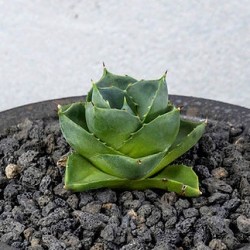 Agave pumila - детка