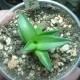 Agave pumila - детка