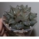 Haworthia  Atrofusca Mutant