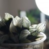 Haworthia Atrofusca Mutant