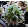 2410 Haworthia ryderiana