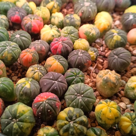 Astrophytum asterias variegata