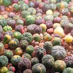 Astrophytum asterias variegata