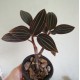 Лудизия Ludisia discolor Red Velvet