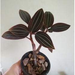 Ludisia discolor Red Velvet