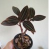 Ludisia discolor Red Velvet