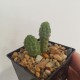 Trichocaulon cactiformis