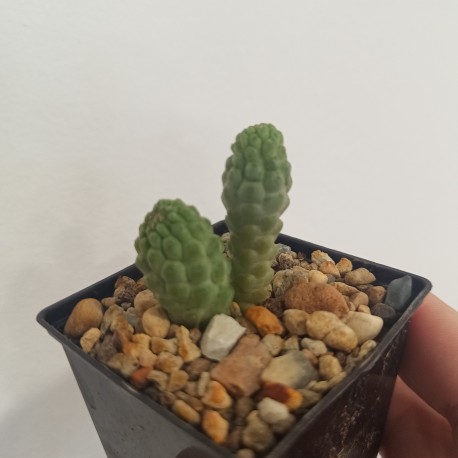 Trichocaulon cactiformis