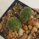 Trichocaulon cactiformis