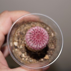 Echinocereus rigidissimus rubispinus small