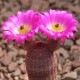 Echinocereus rigidissimus rubispinus