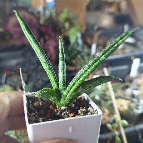 Sansevieria boncellensis