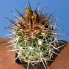 Копьяпоа Copiapoa coquimbana - Галерея