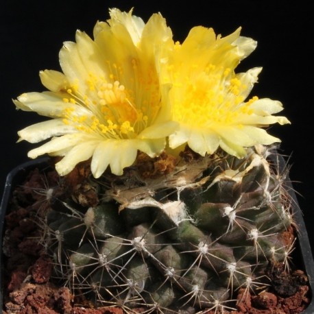 Copiapoa humilis