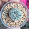 Астрофитум Astrophytum asterias Super Kabuto small