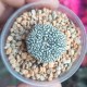 Astrophytum asterias Super Kabuto small