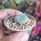 Astrophytum asterias Super Kabuto small