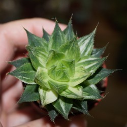 Haworthia luteorosea variegata