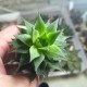 Haworthia luteorosea