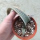 Gasteria batesiana EX variegata Silver