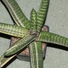 Gasteria batesiana variegata Gold