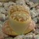 Литопс Lithops dorotheae