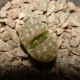 Lithops dorotheae