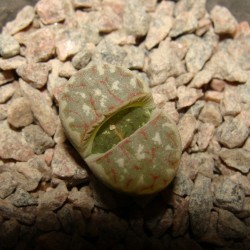 Lithops dorotheae