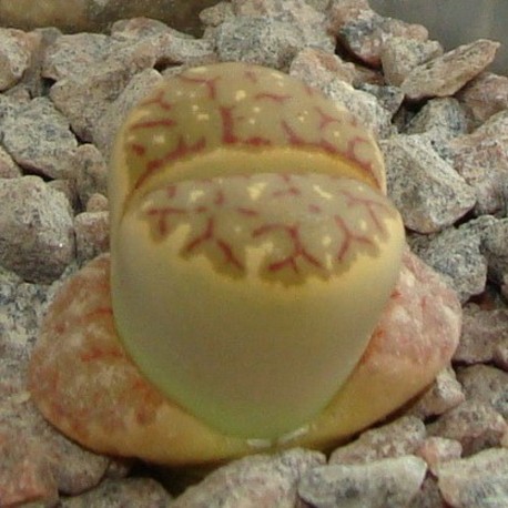 Lithops dorotheae