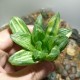 Haworthia Miho variegata