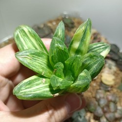 ъ26 Хавортия Haworthia Miho variegata - Галерея