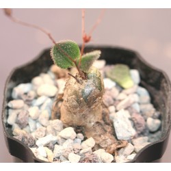 Tylecodon nolteei