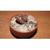 Адромискус Adromischus trigynus бонсай мини