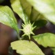 Dorstenia hildebrandtii