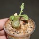 Dorstenia hildebrandtii