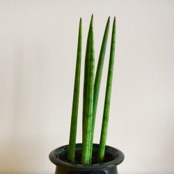 Sansevieria cylindrica