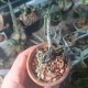 Euphorbia cylindrifolia 