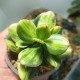 Crassula ovata cv. Solana