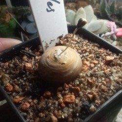 Отонна Othonna cacalioides - Галерея