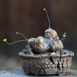 Отонна Othonna cacalioides - Галерея