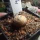 Othonna cacalioides