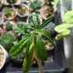 Дорстения Dorstenia gigas