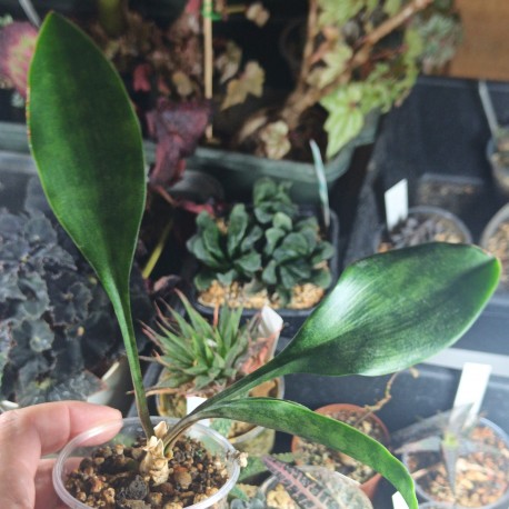 Sansevieria сoncinna