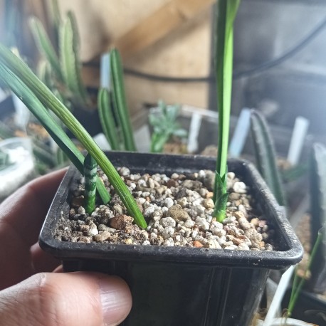 Sansevieria sp.