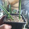 Sansevieria sp. природник