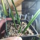 Sansevieria sp.