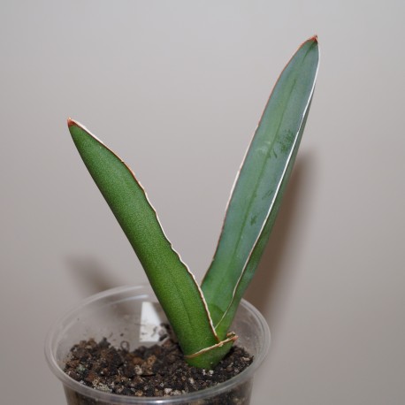 Sansevieria ehrenbergii Samurai