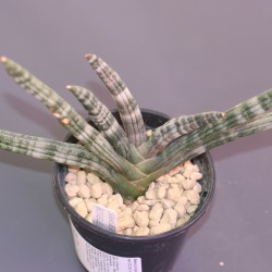 Sansevieria boncellensis