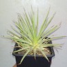 2411 Agave stricta nana - детка