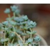 2411 Sedum dasyphyllum